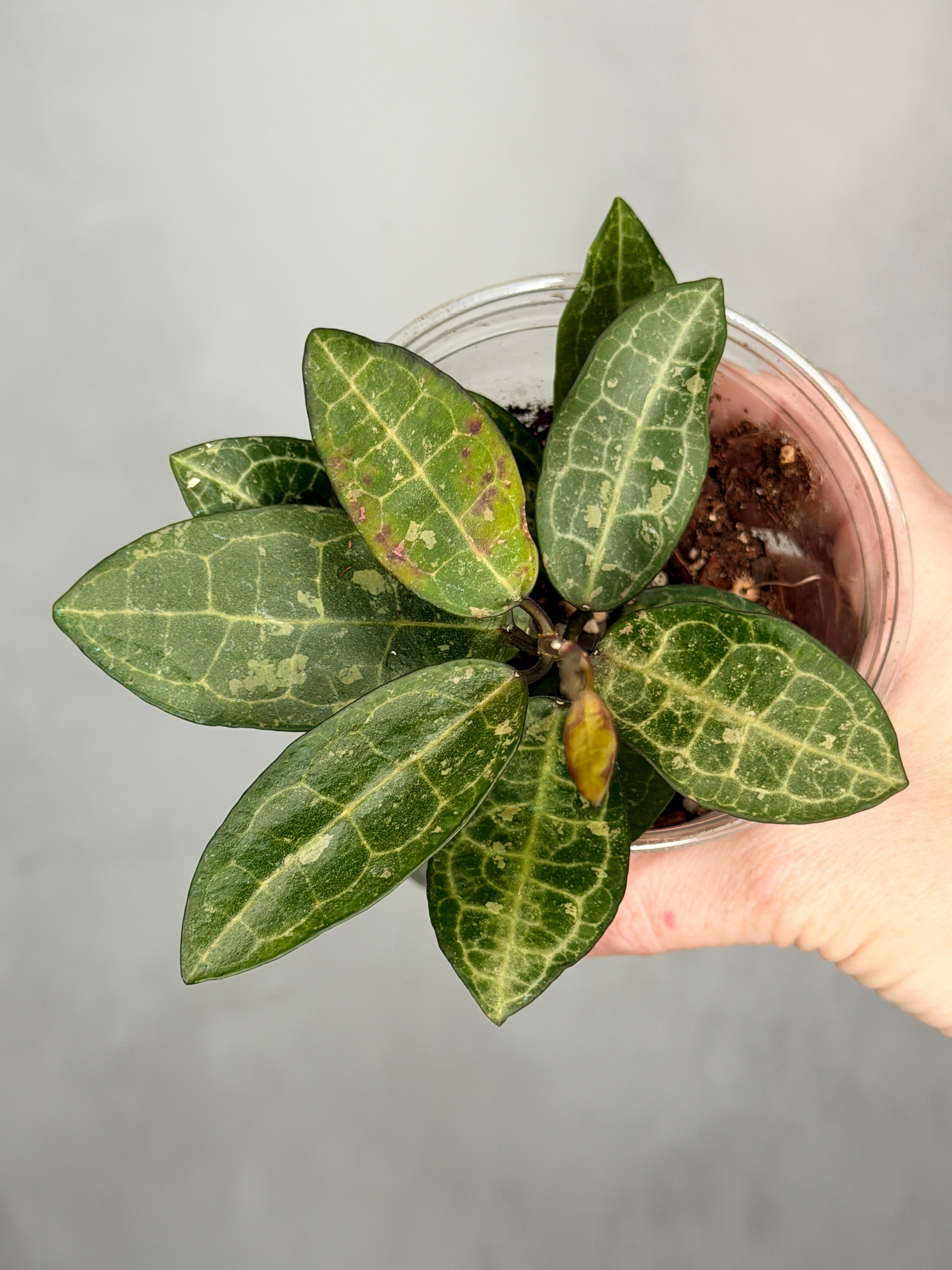 Hoya elliptica (splash)