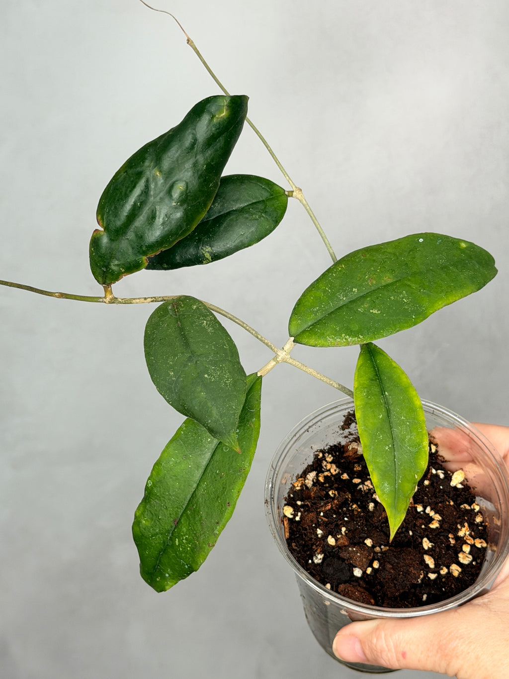 Hoya sp. Limbamg