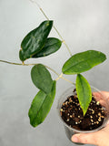 Hoya sp. Limbamg