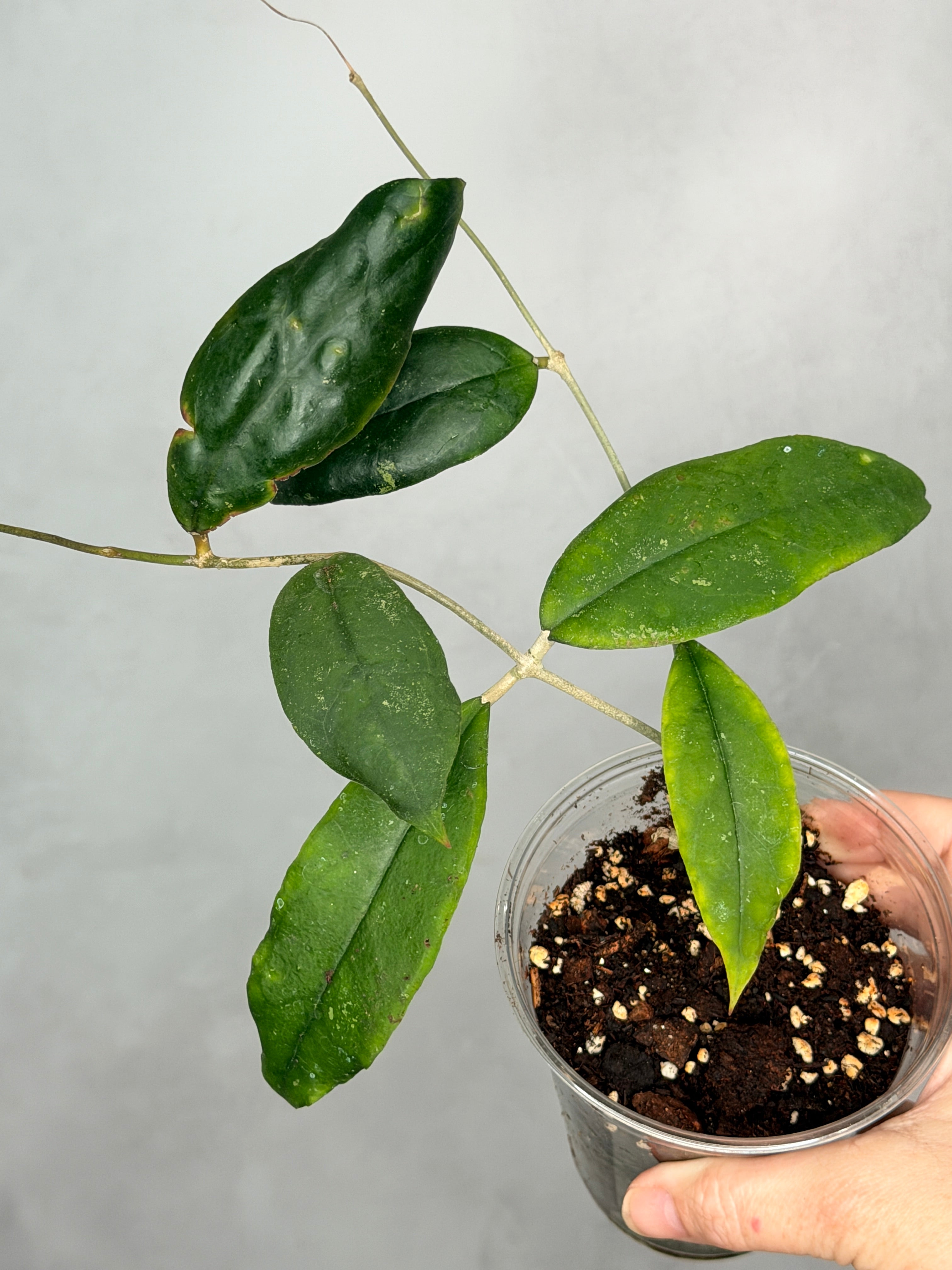 Hoya sp. Limbamg
