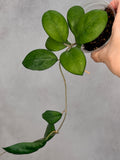 Hoya 'Nathalie'