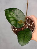 Hoya 'Col. Meekins'