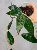 Hoya sp. AH001 (Indonesia)