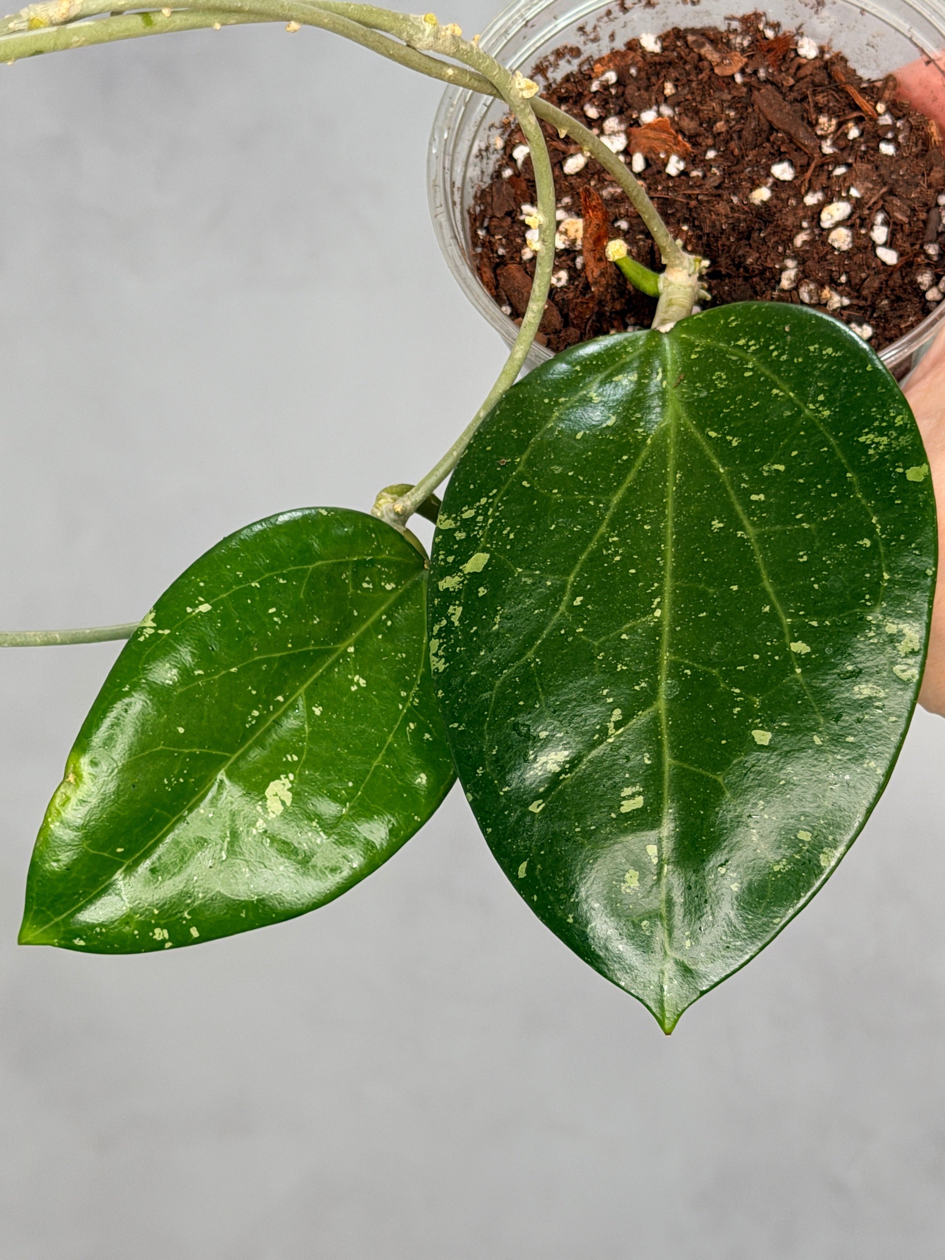 Hoya sp. Khun Tan