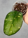 Hoya sp. AH041