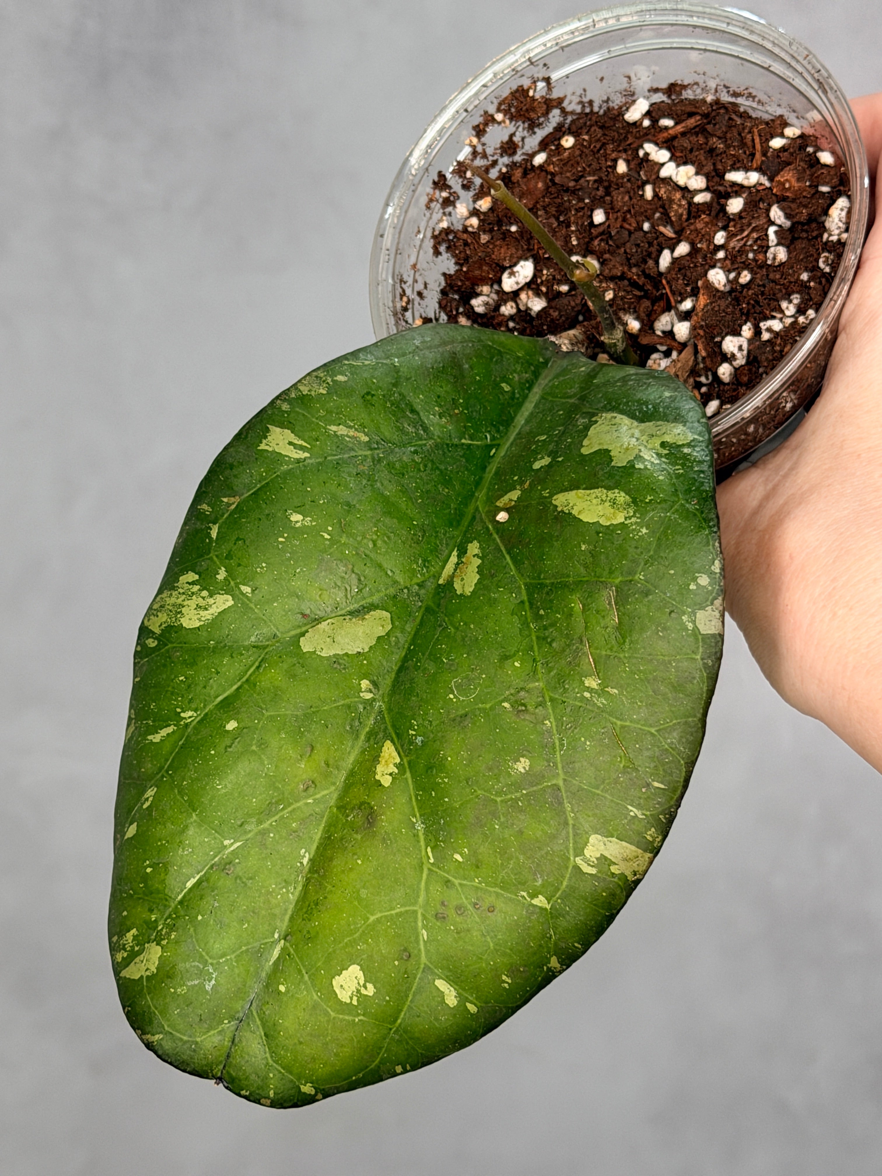 Hoya sp. AH041