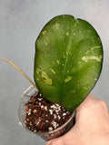 Hoya sp. AH041