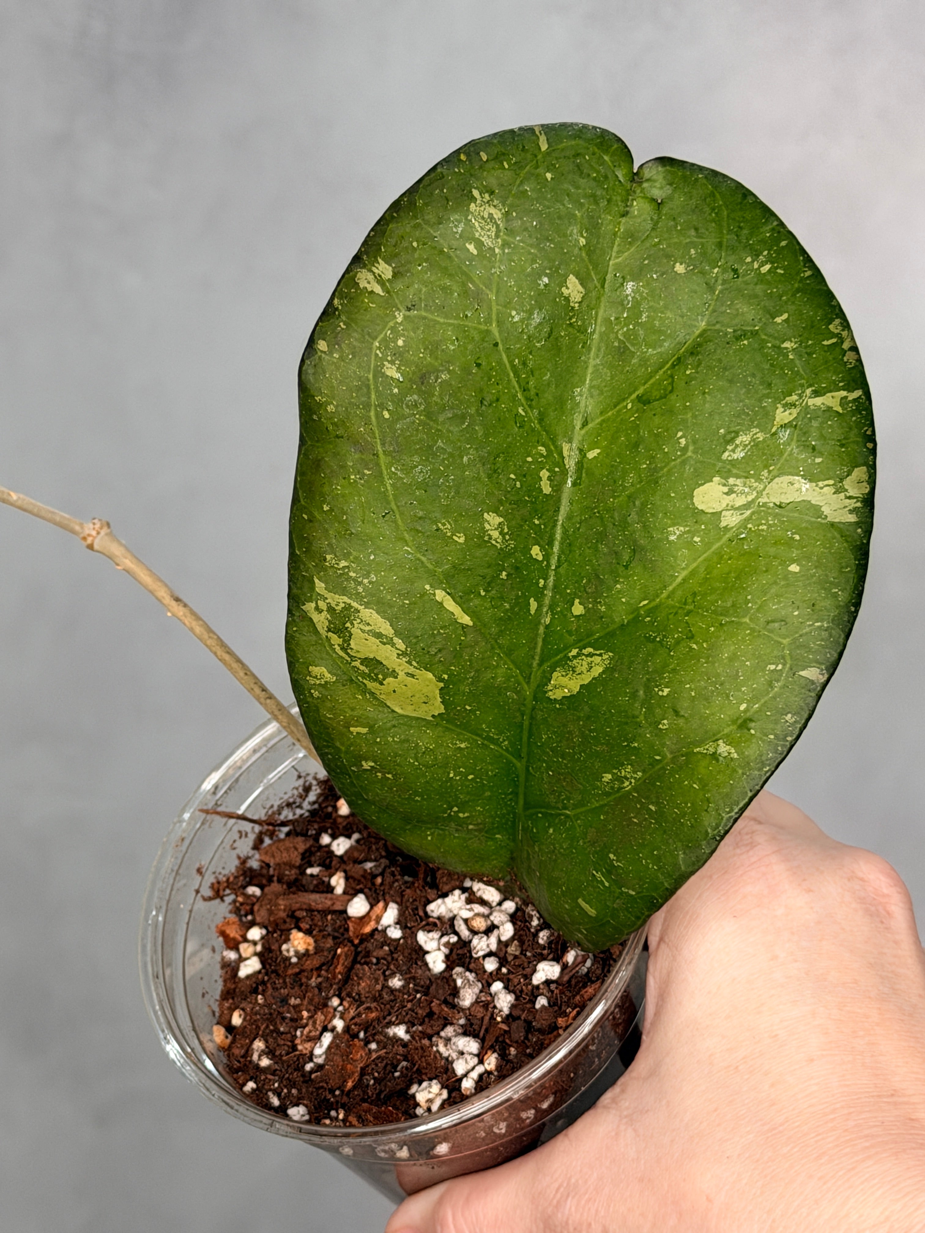 Hoya sp. AH041