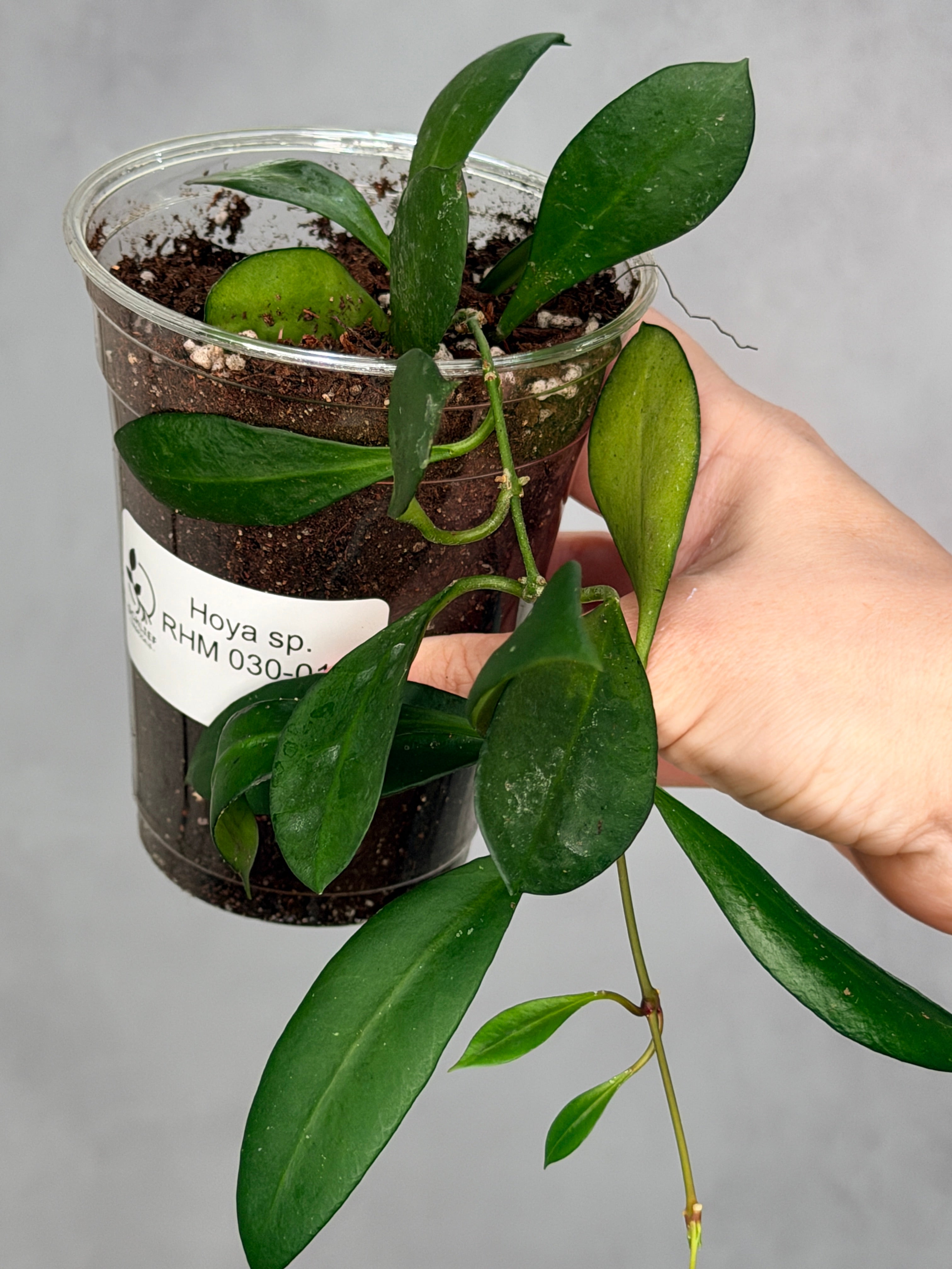 Hoya sp. RHM 030-011