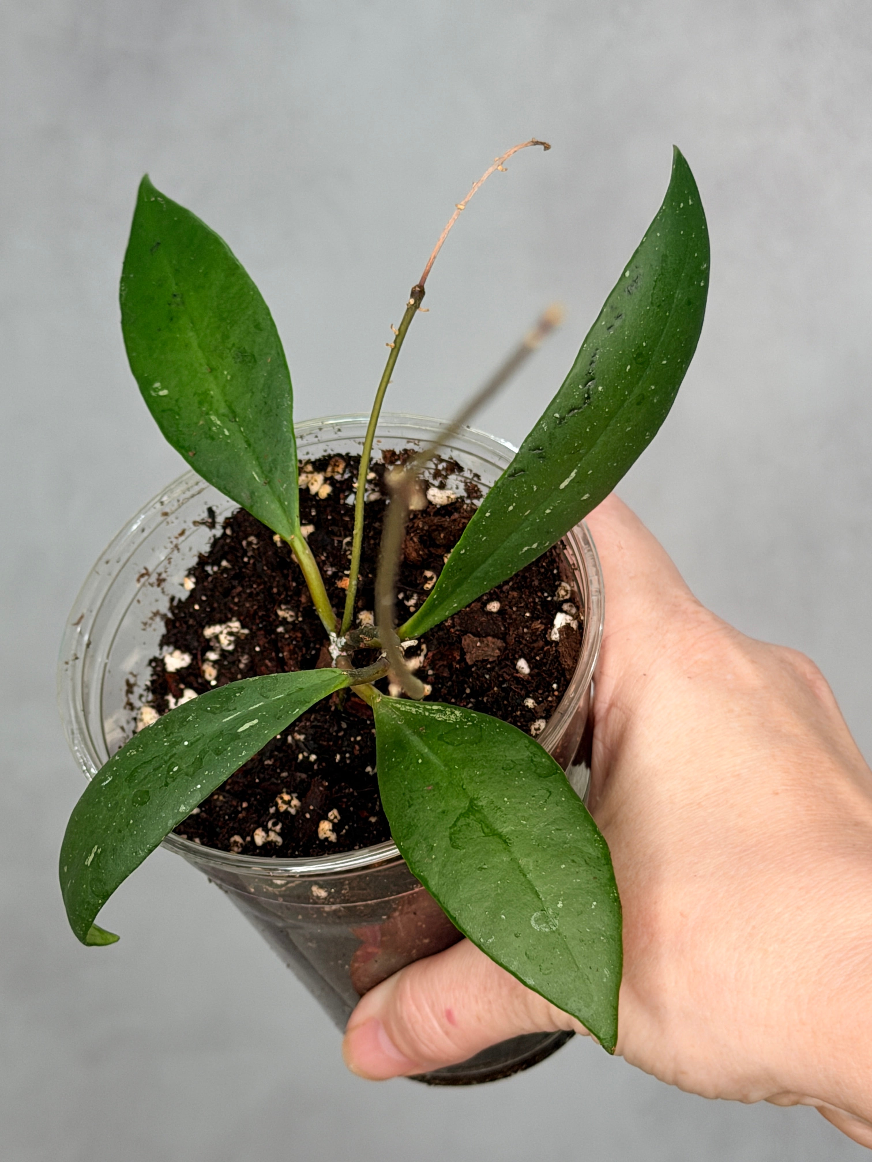 Hoya aff sulawesiana