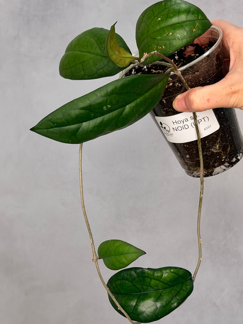 Hoya sp. NOID (UPT)