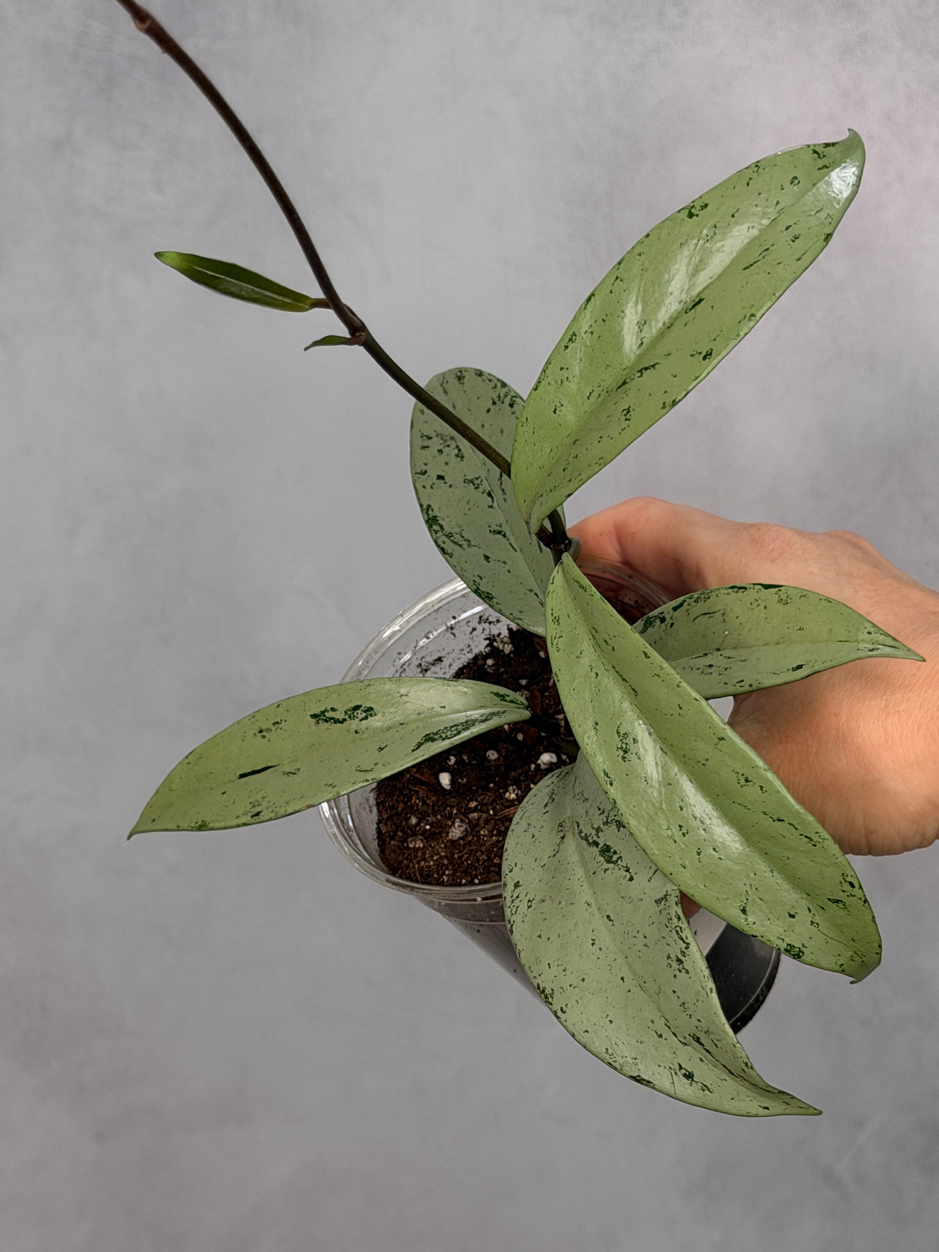 Hoya pubicalyx 'Pink Silver Ghost'