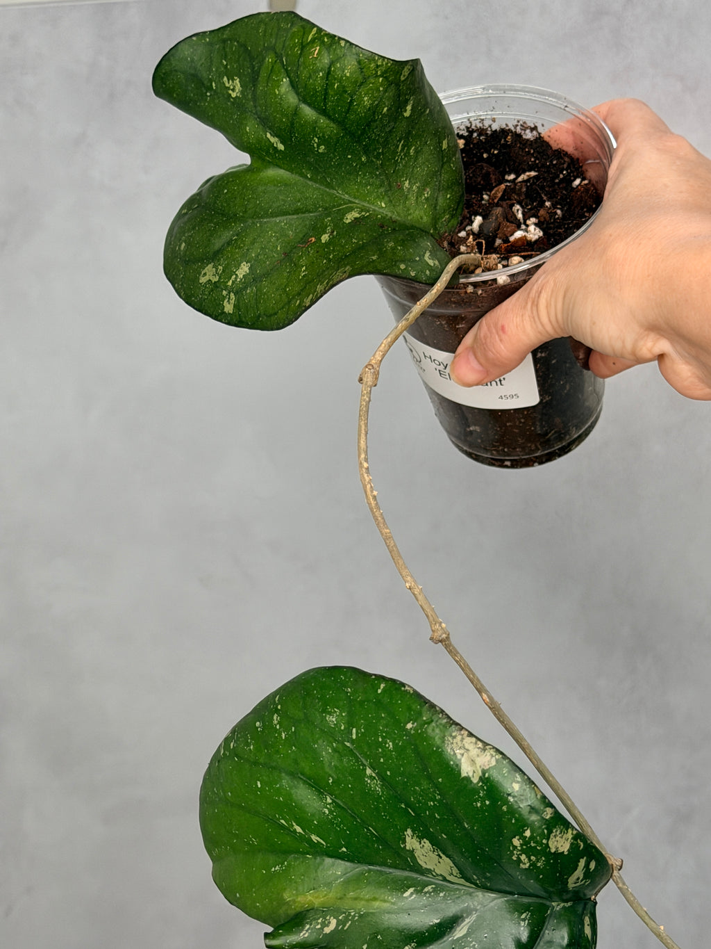 Hoya sp. AH027 'Elephant'
