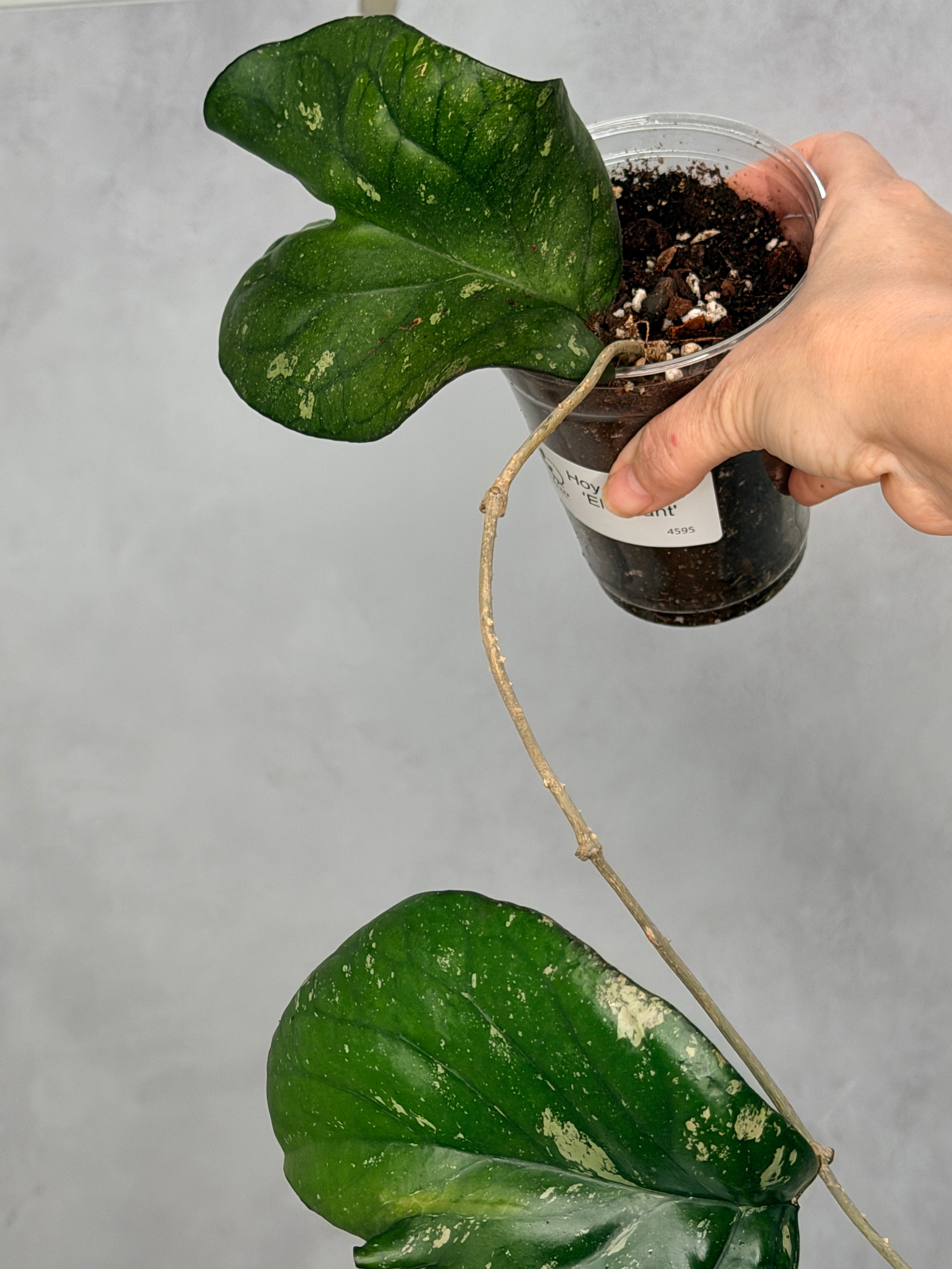 Hoya sp. AH027 'Elephant'