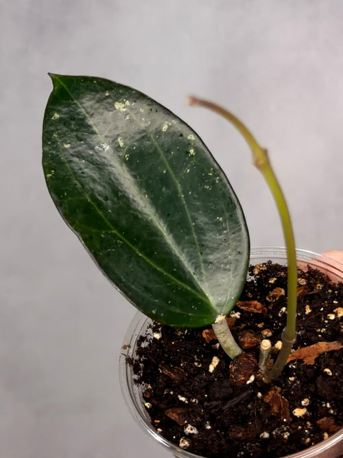 Hoya AH 'Black Magic'