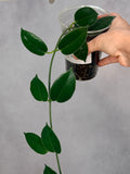 Hoya madulidii