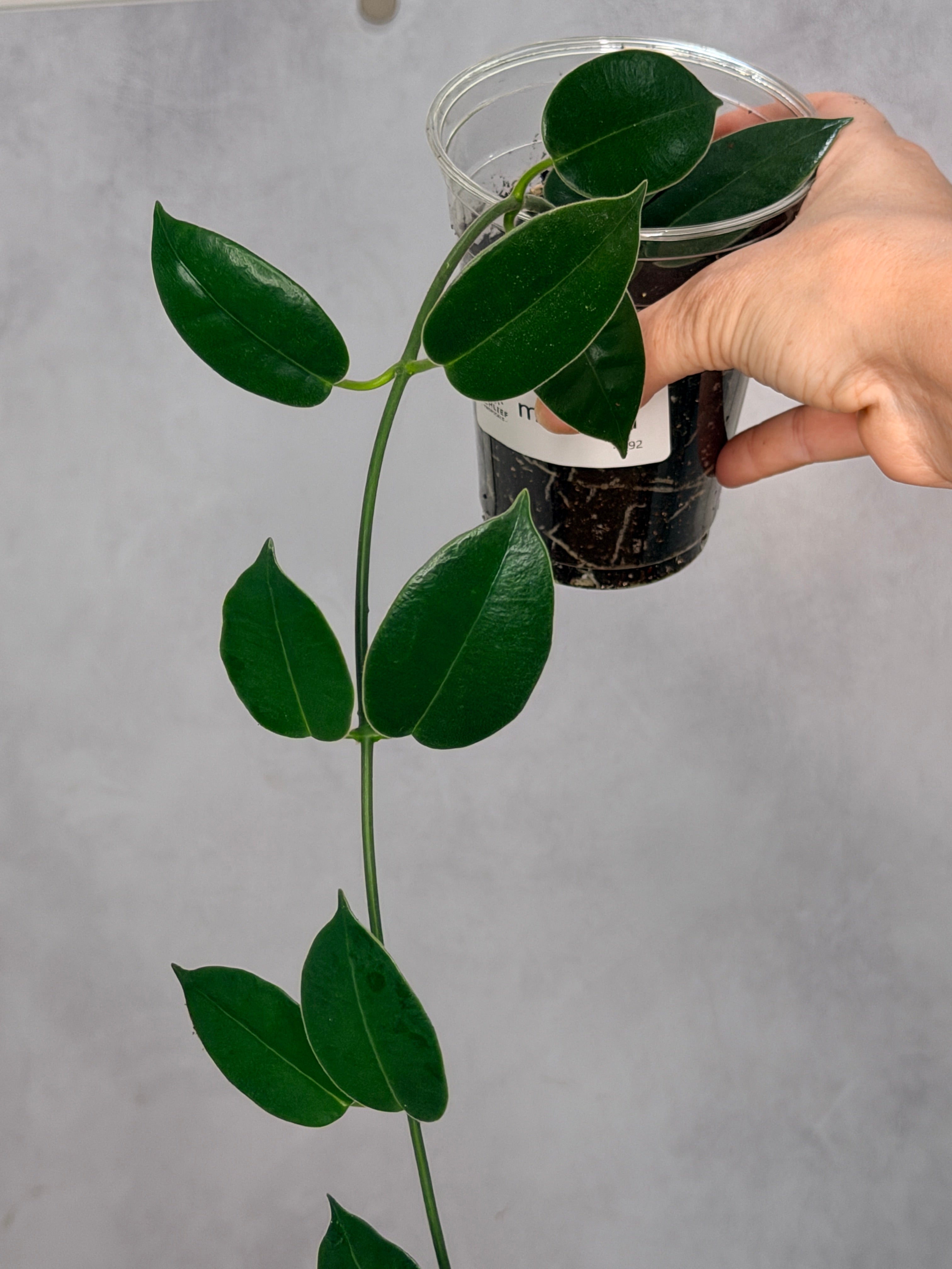 Hoya madulidii