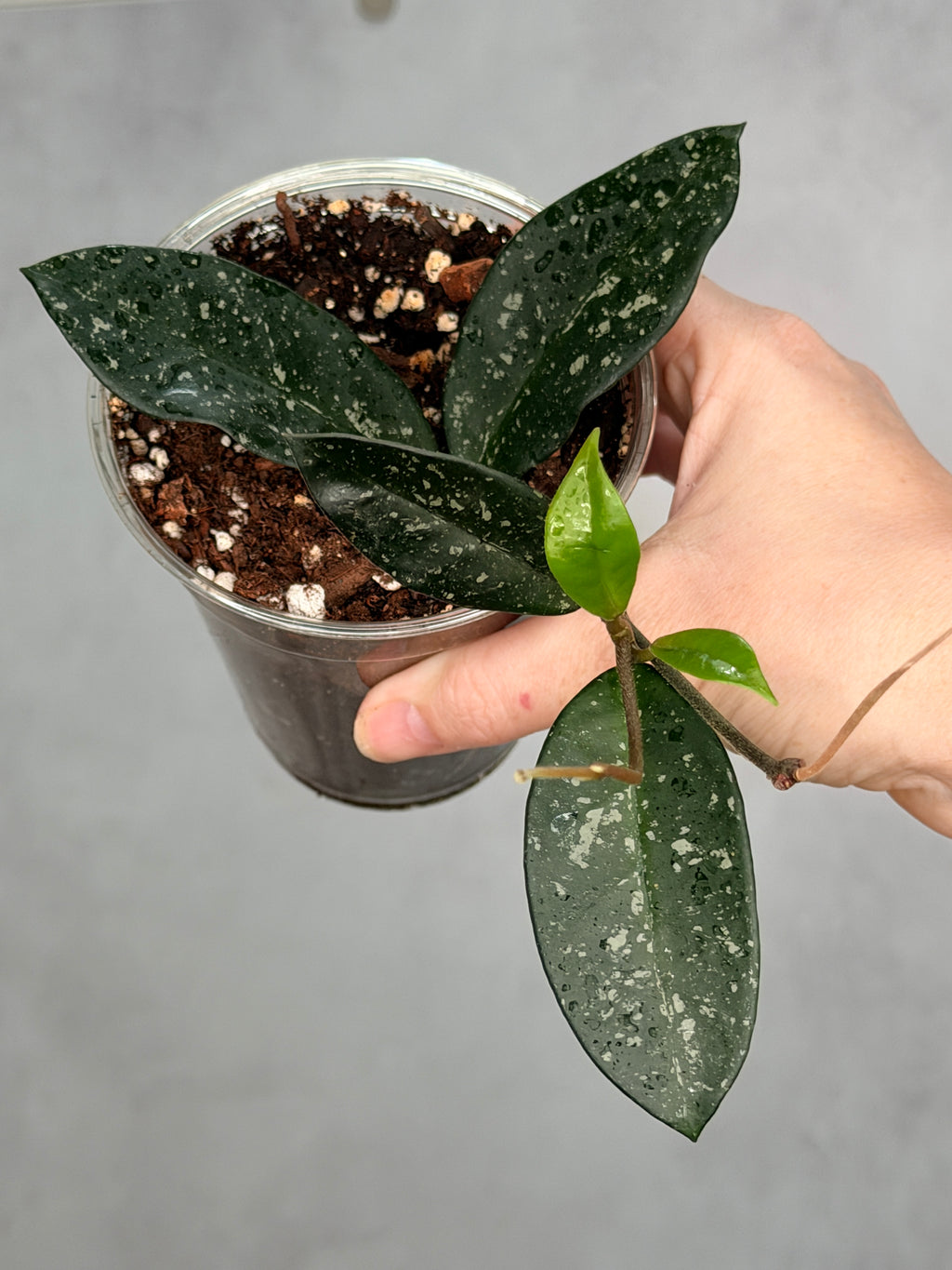 Hoya carnosa ‘Dalton Henry’ (Copy)