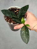 Hoya carnosa ‘Dalton Henry’ (Copy)