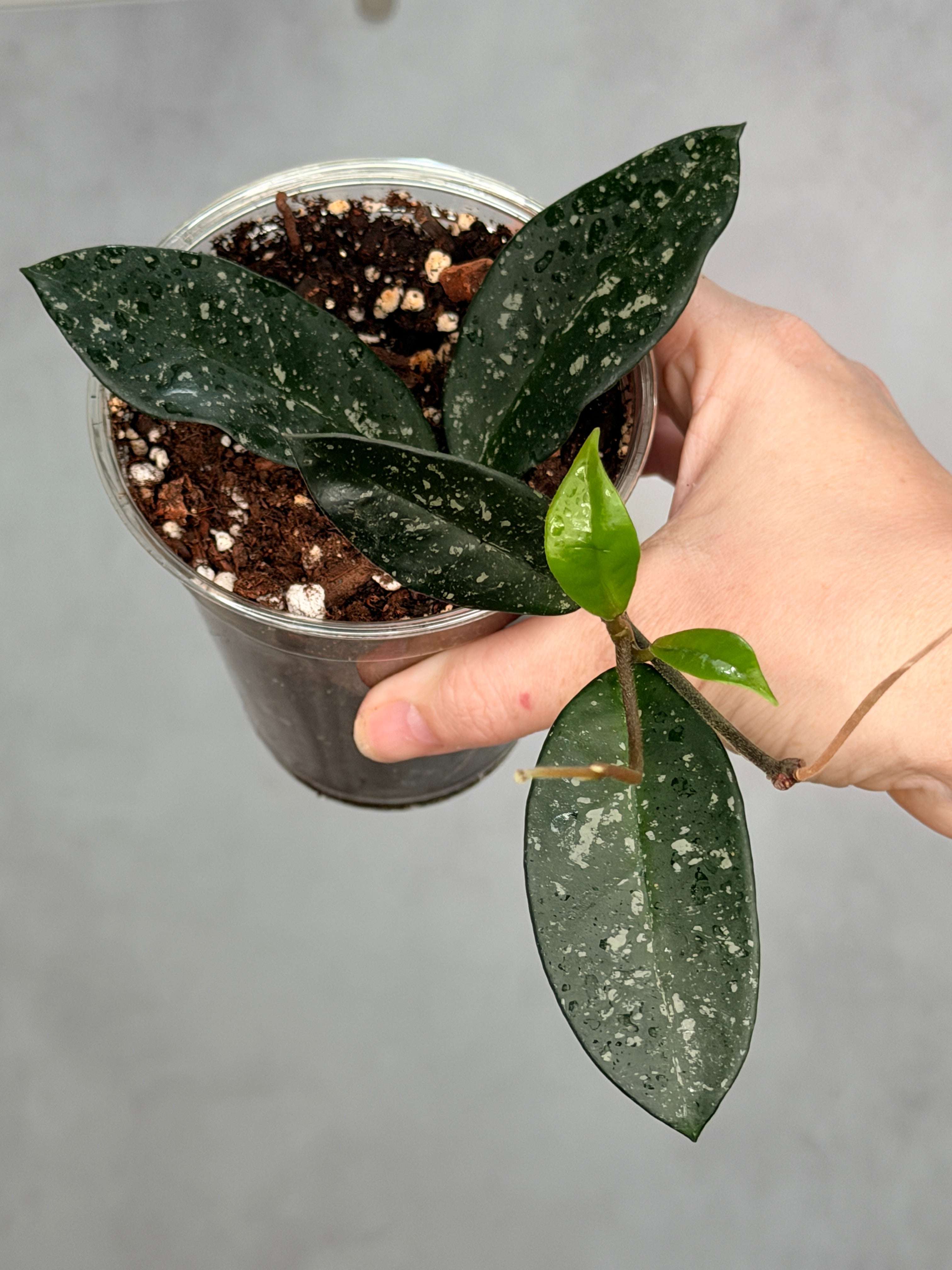 Hoya carnosa ‘Dalton Henry’ (Copy)