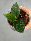 Hoya carnosa ‘Dalton Henry’