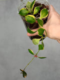 Hoya heuschkeliana (Outer Variegated)