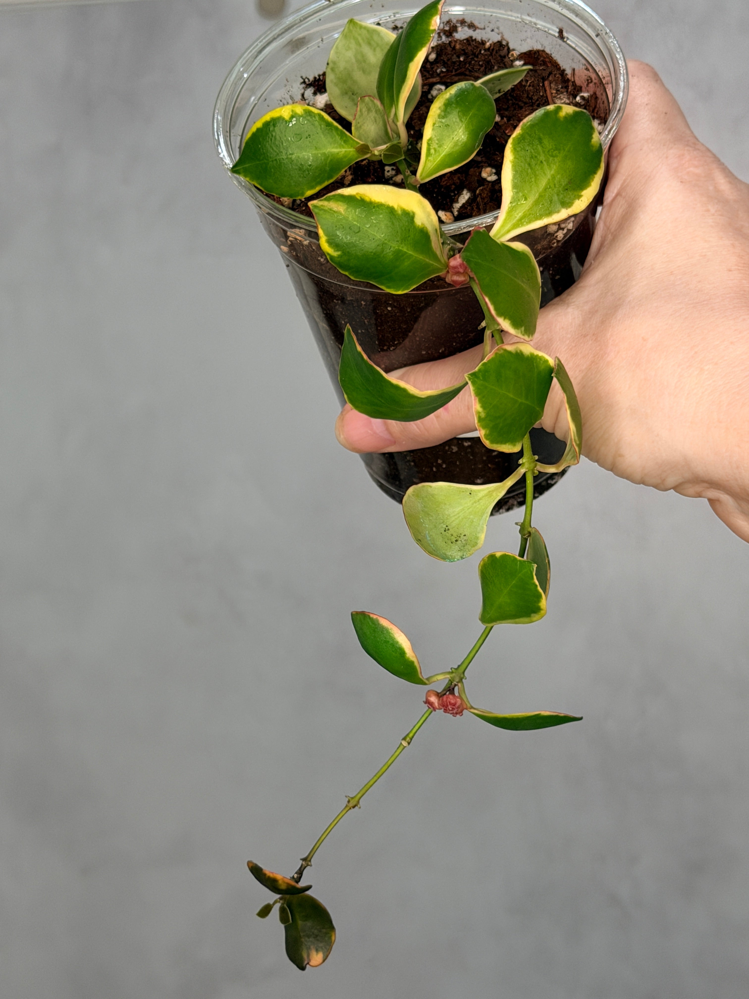 Hoya heuschkeliana (Outer Variegated)