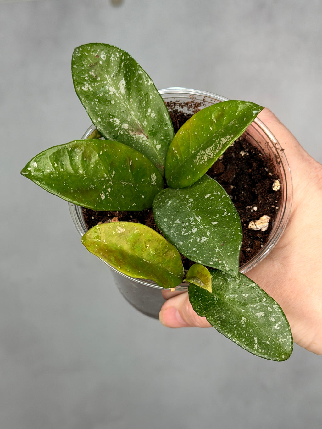 Hoya 'Heidi’