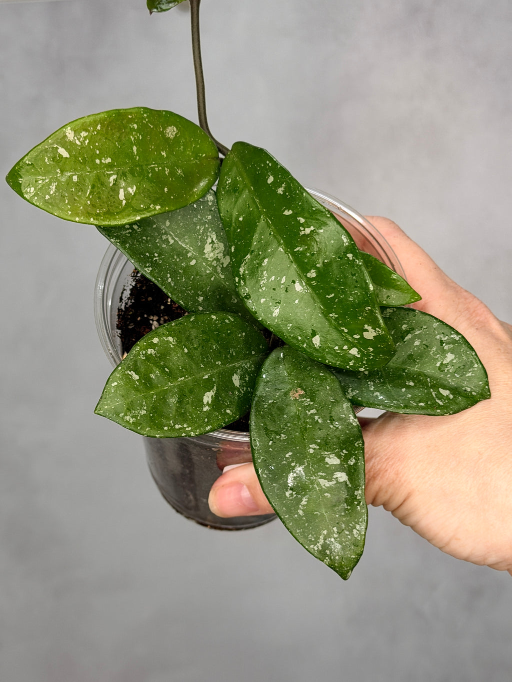 Hoya 'Heidi’