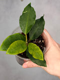 Hoya 'Patricia'