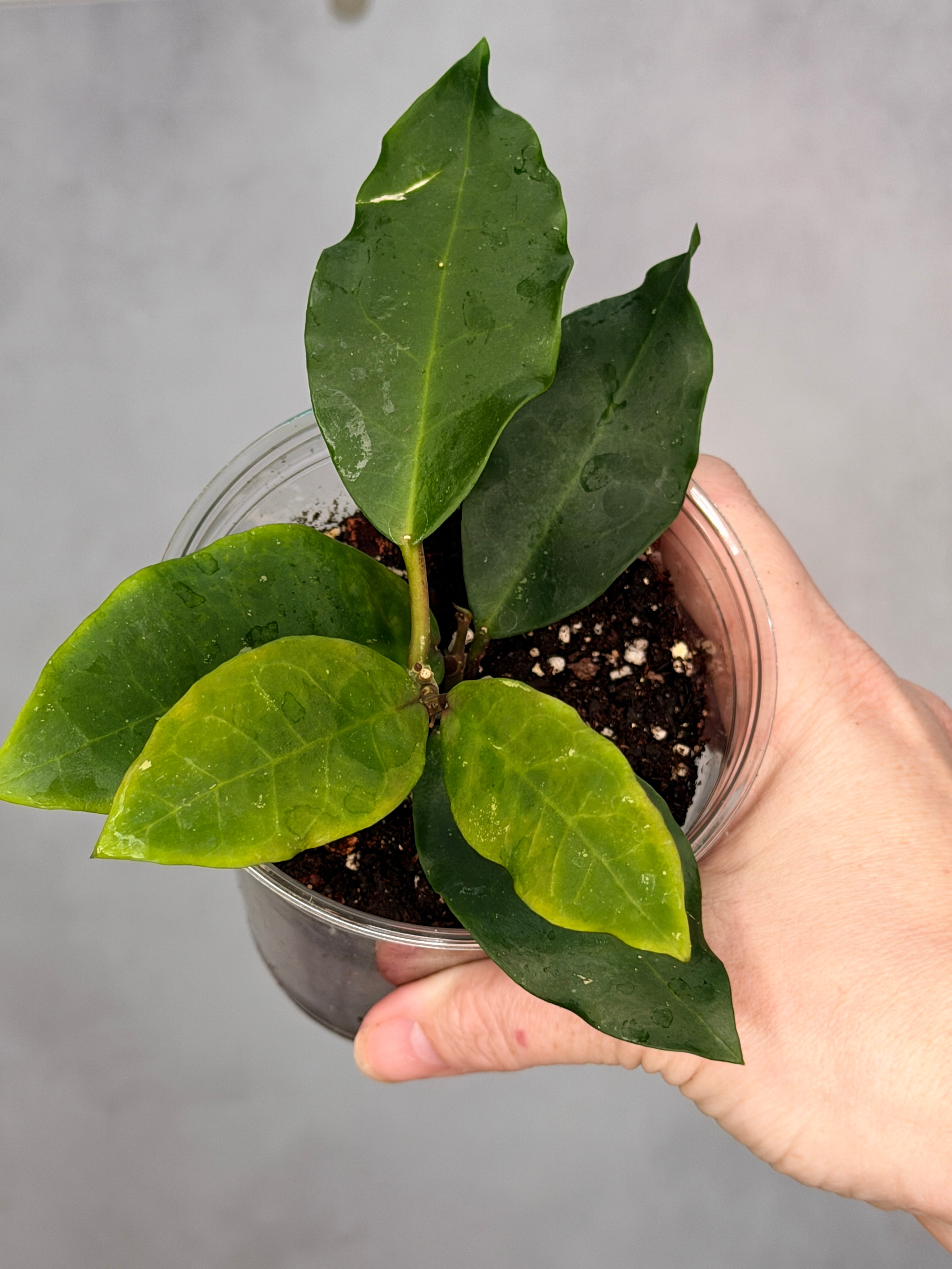 Hoya 'Patricia'