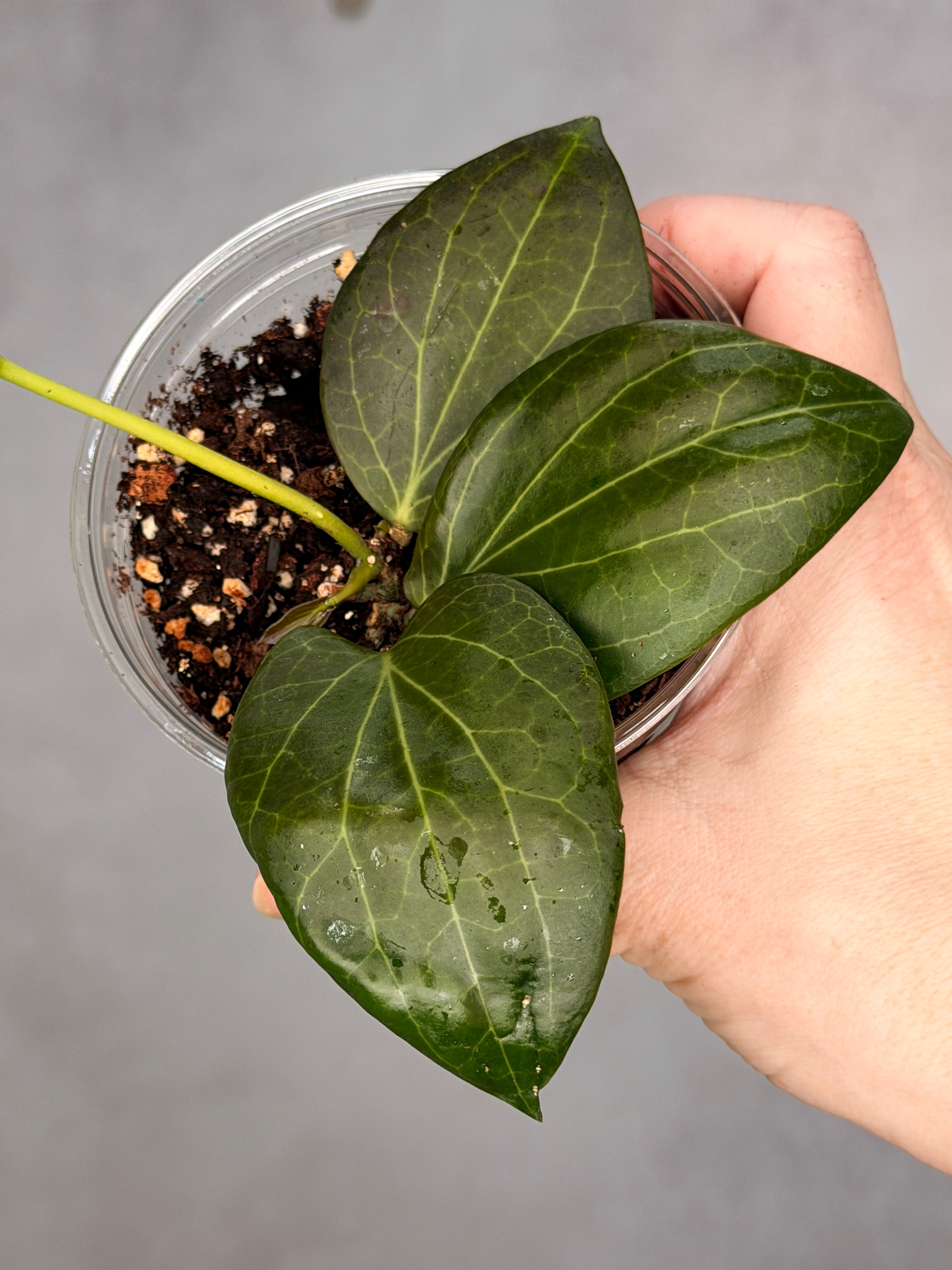 Hoya hellwigiana