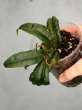 Hoya amicabilis