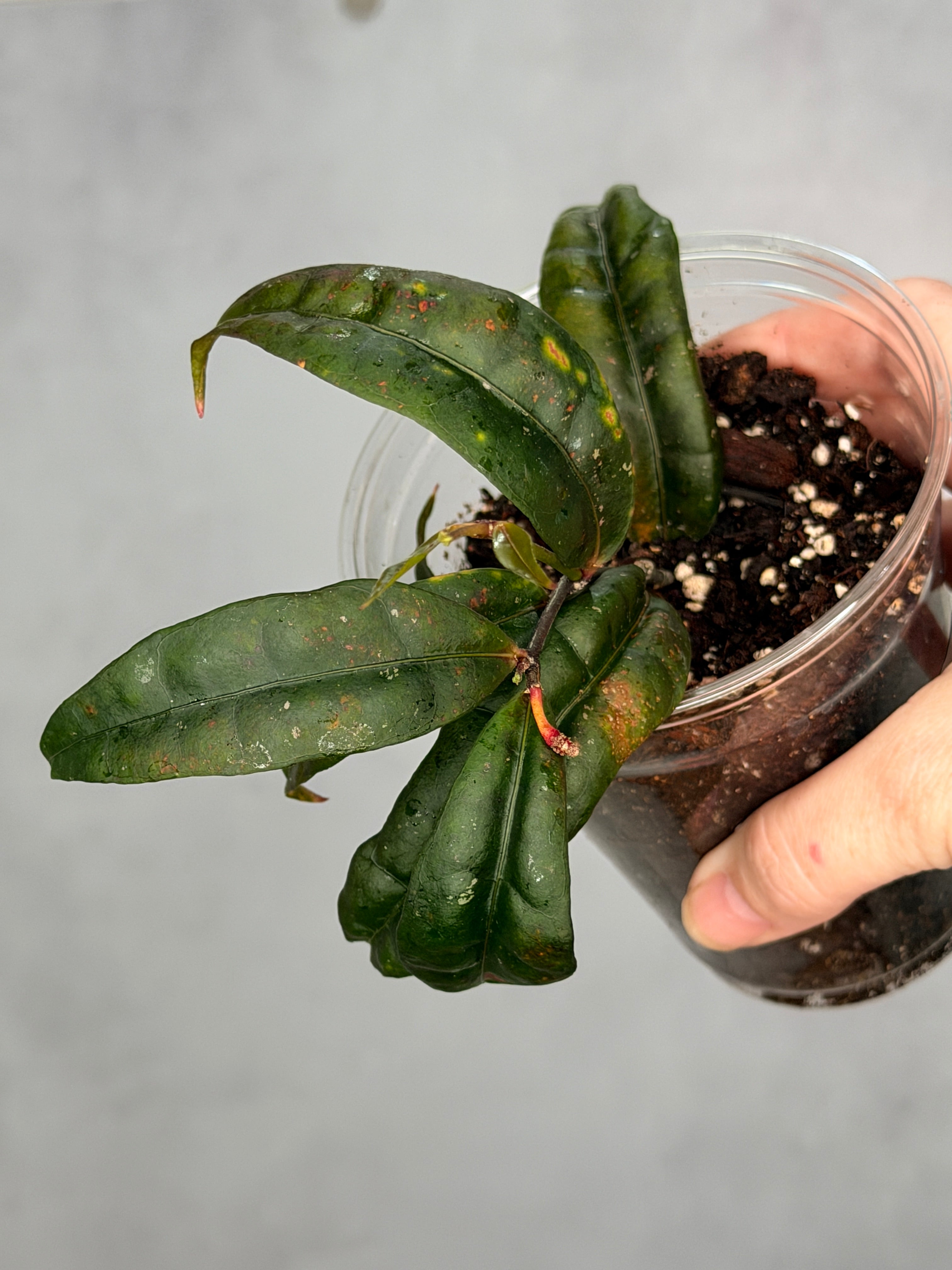 Hoya amicabilis