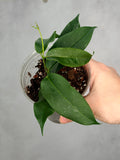 Hoya apoda