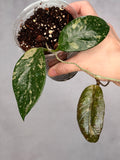 Hoya sp. Lai Chau (Round Leaf)