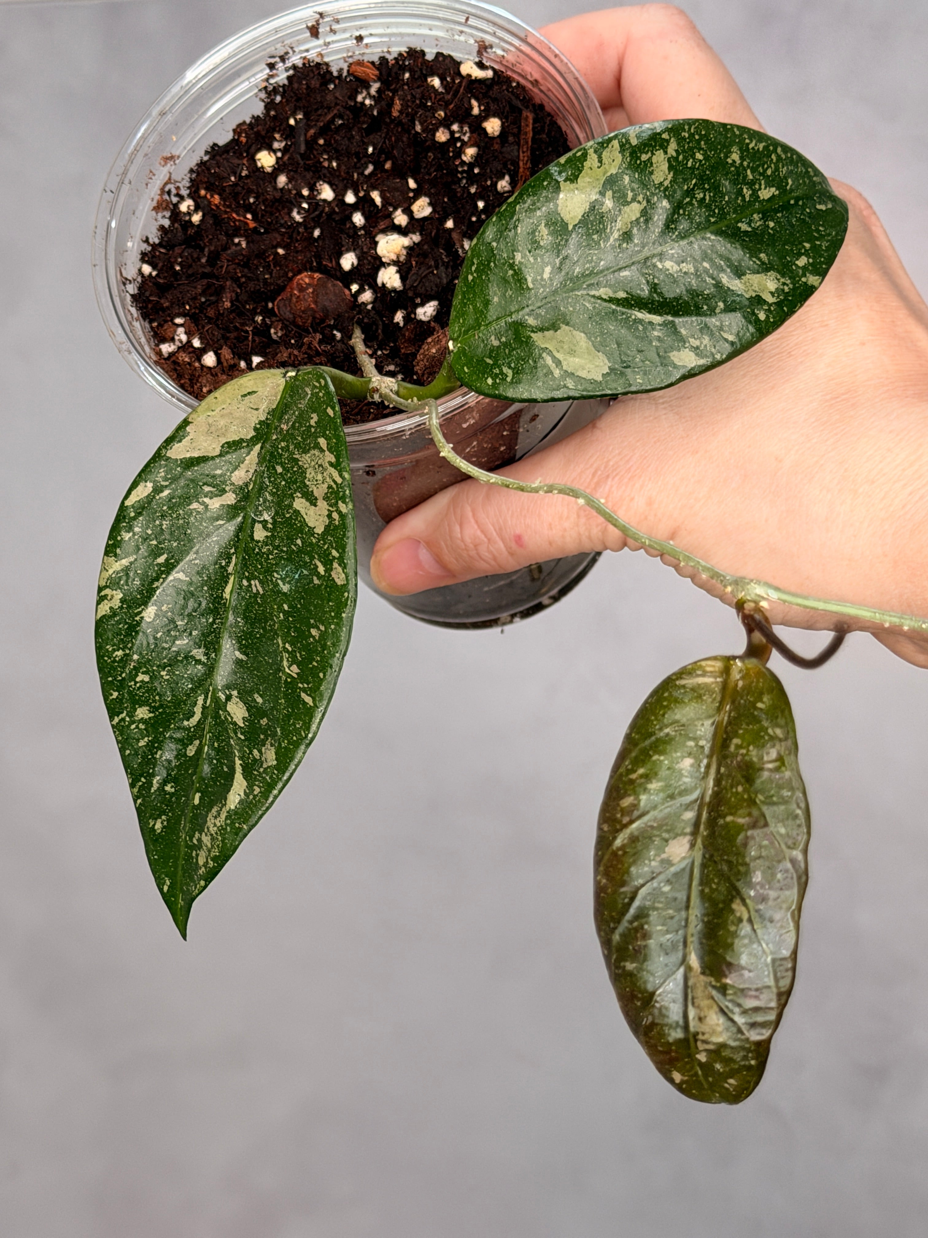 Hoya sp. Lai Chau (Round Leaf)