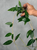 Hoya verticillata (fka pallida, Bogor)