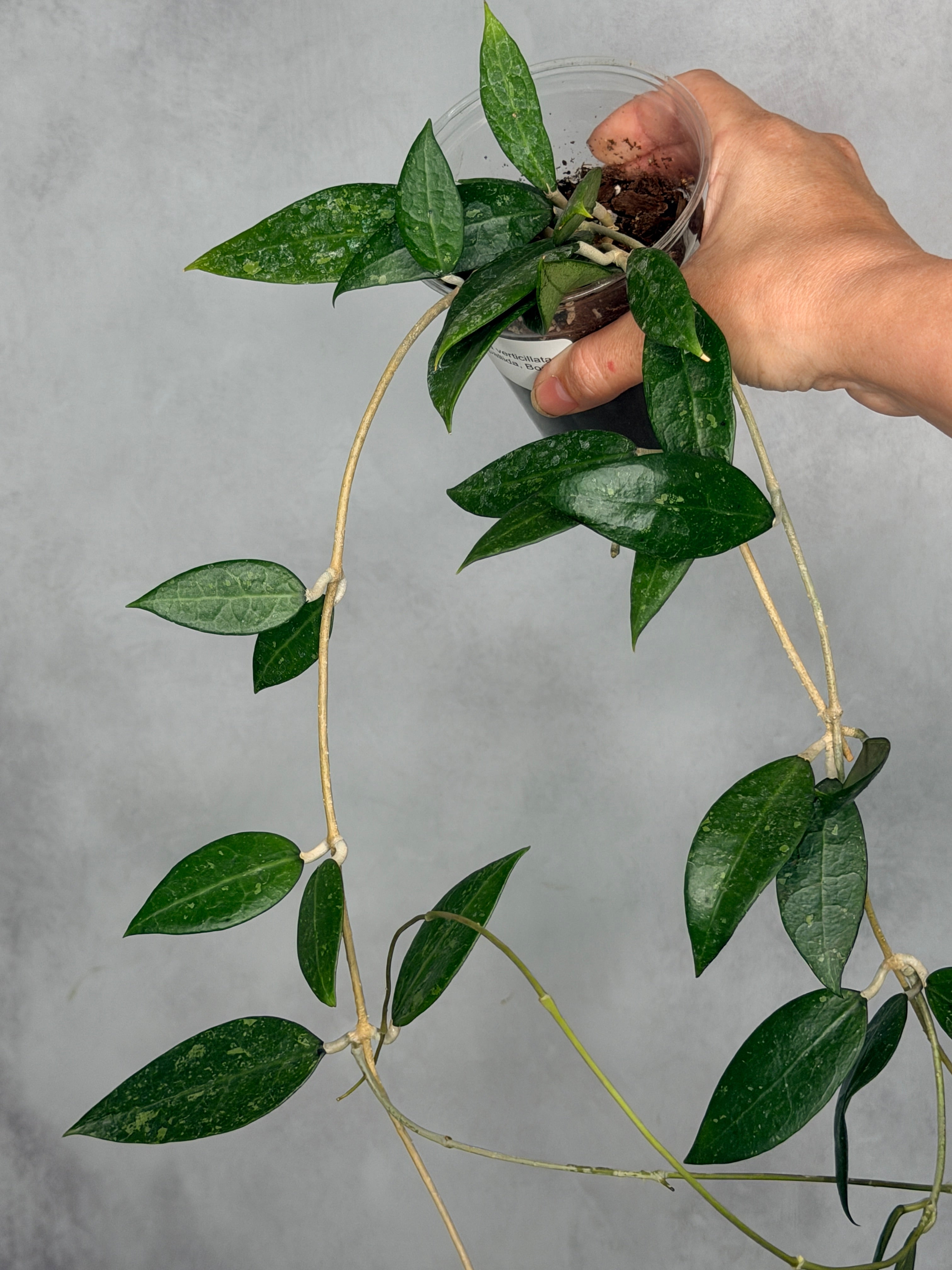 Hoya verticillata (fka pallida, Bogor)