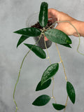 Hoya sp. AH001 (Indonesia)