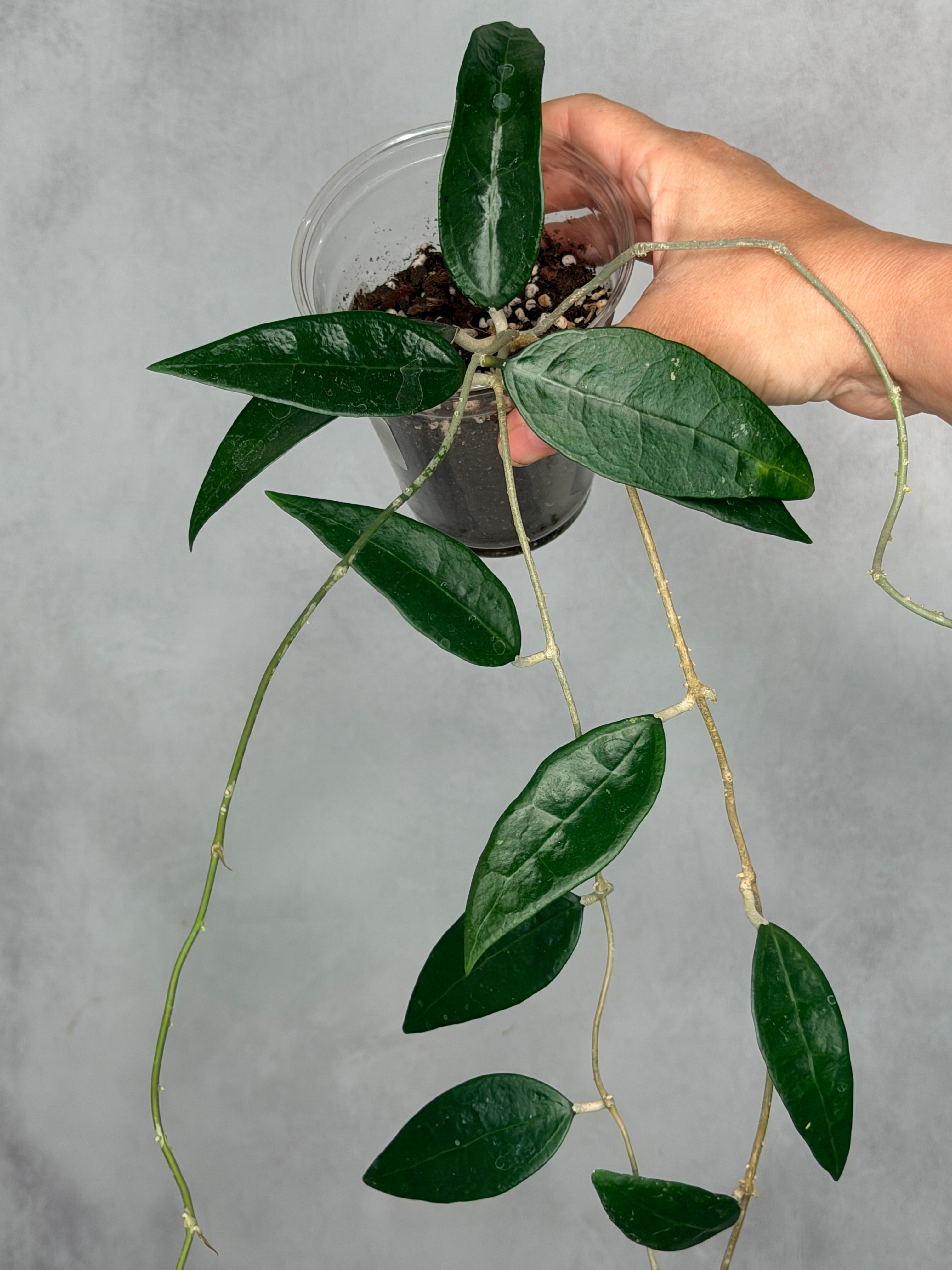 Hoya sp. AH001 (Indonesia)