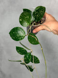 Hoya verticillata (heart shaped, splash)
