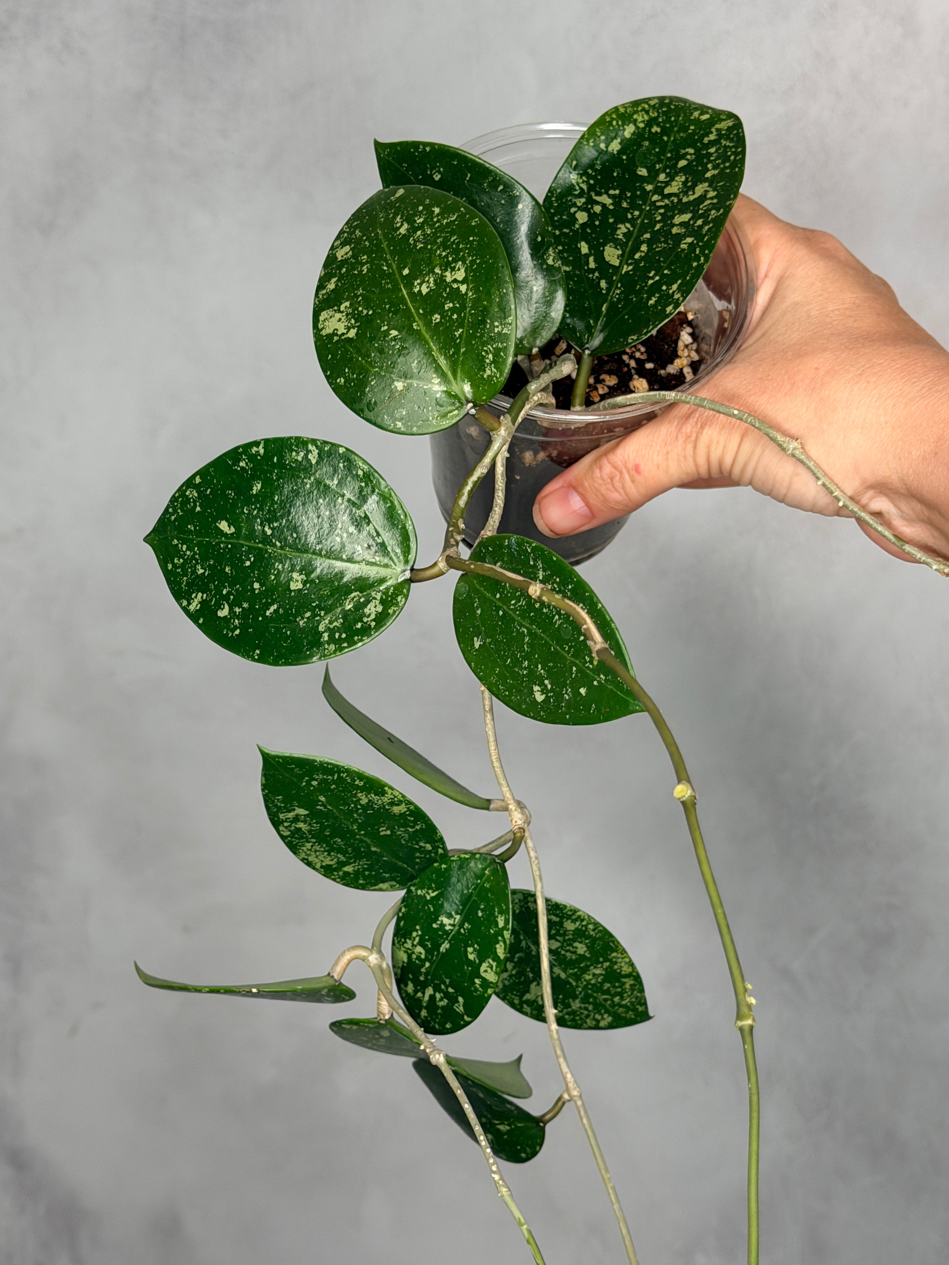Hoya verticillata (heart shaped, splash)