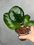 Hoya 'Patacharawalai' (seedling)