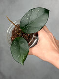 Hoya fungii x pubicalyx 'RHP'