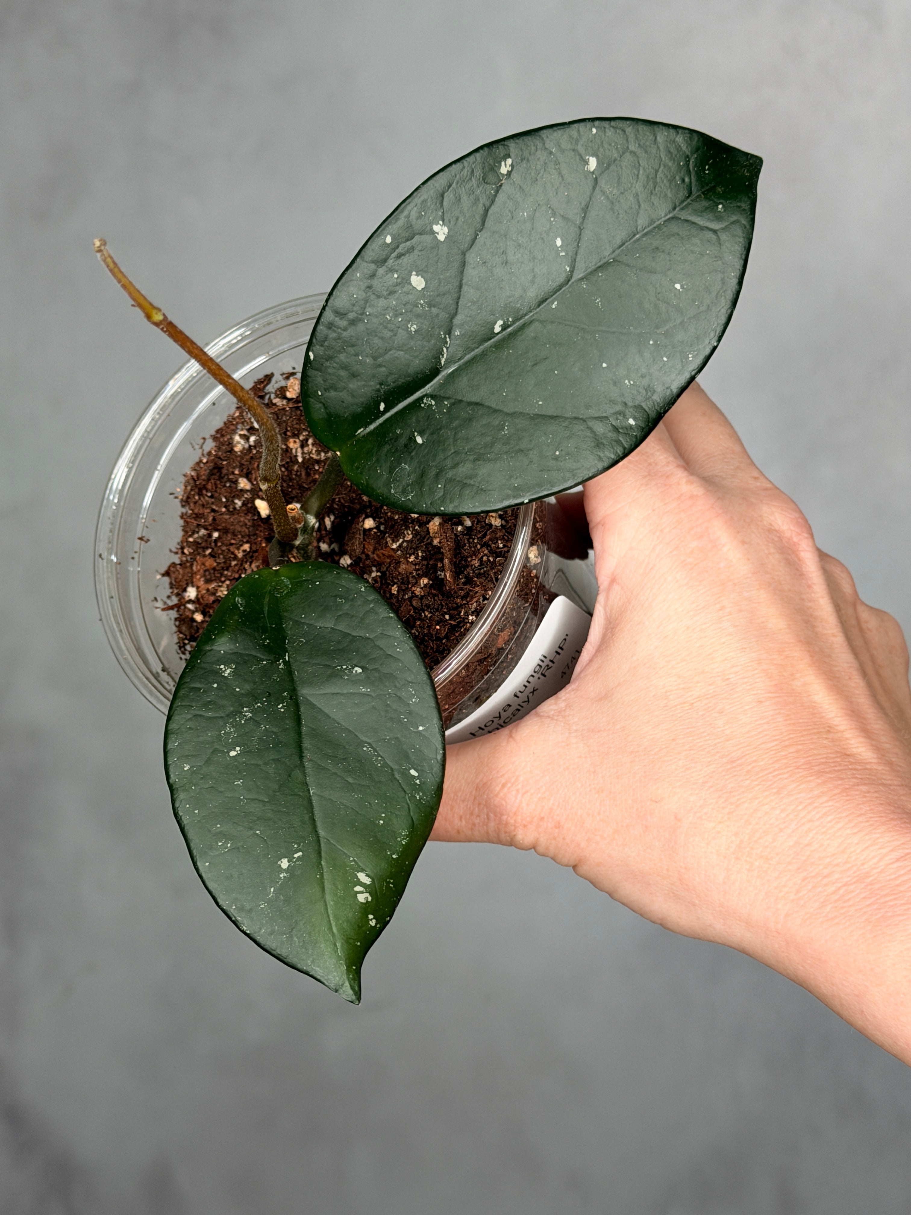 Hoya fungii x pubicalyx 'RHP'