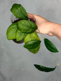 Hoya 'Nathalie'