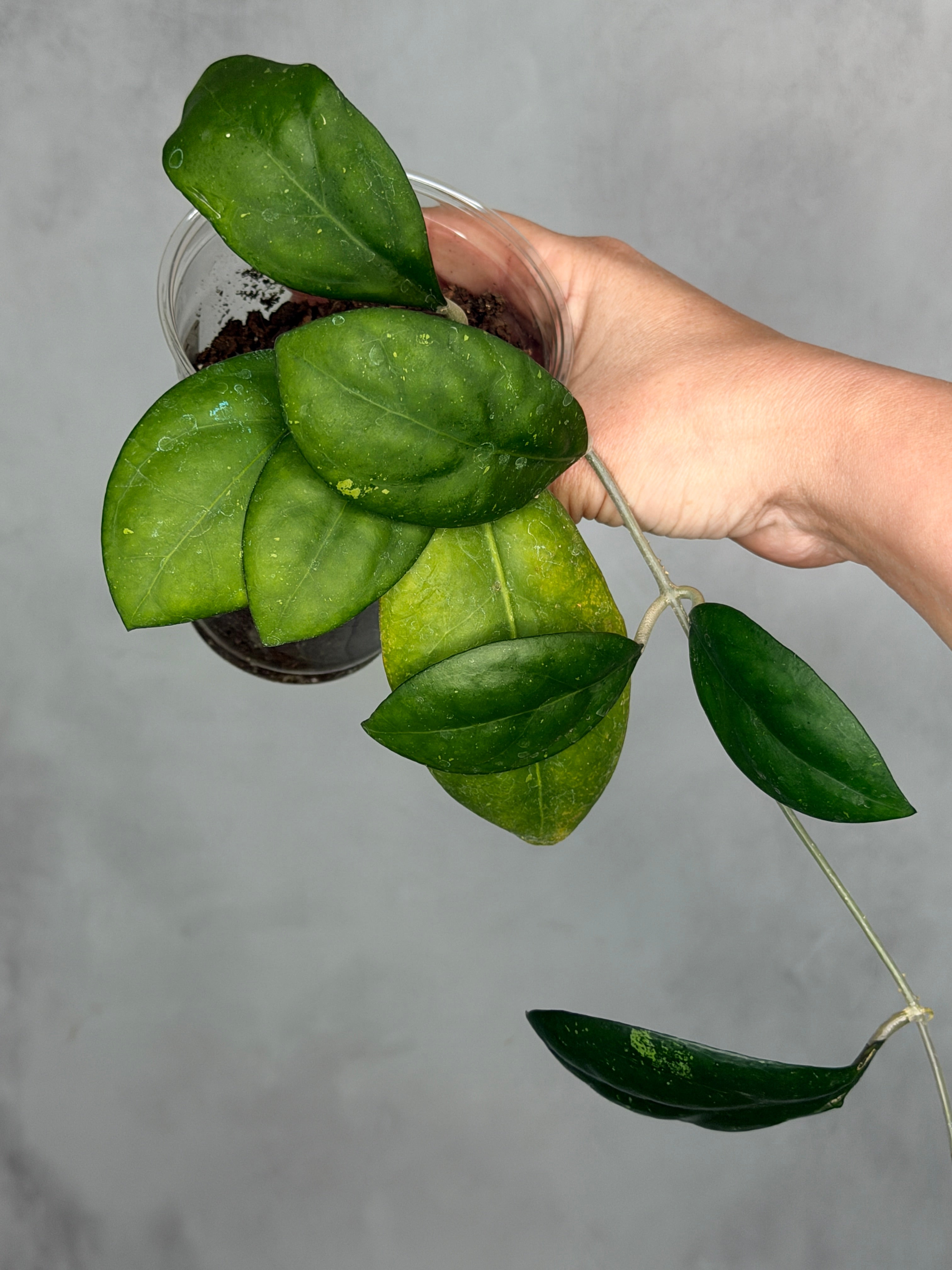 Hoya 'Nathalie'
