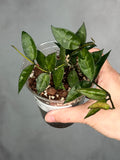 Hoya amicabilis
