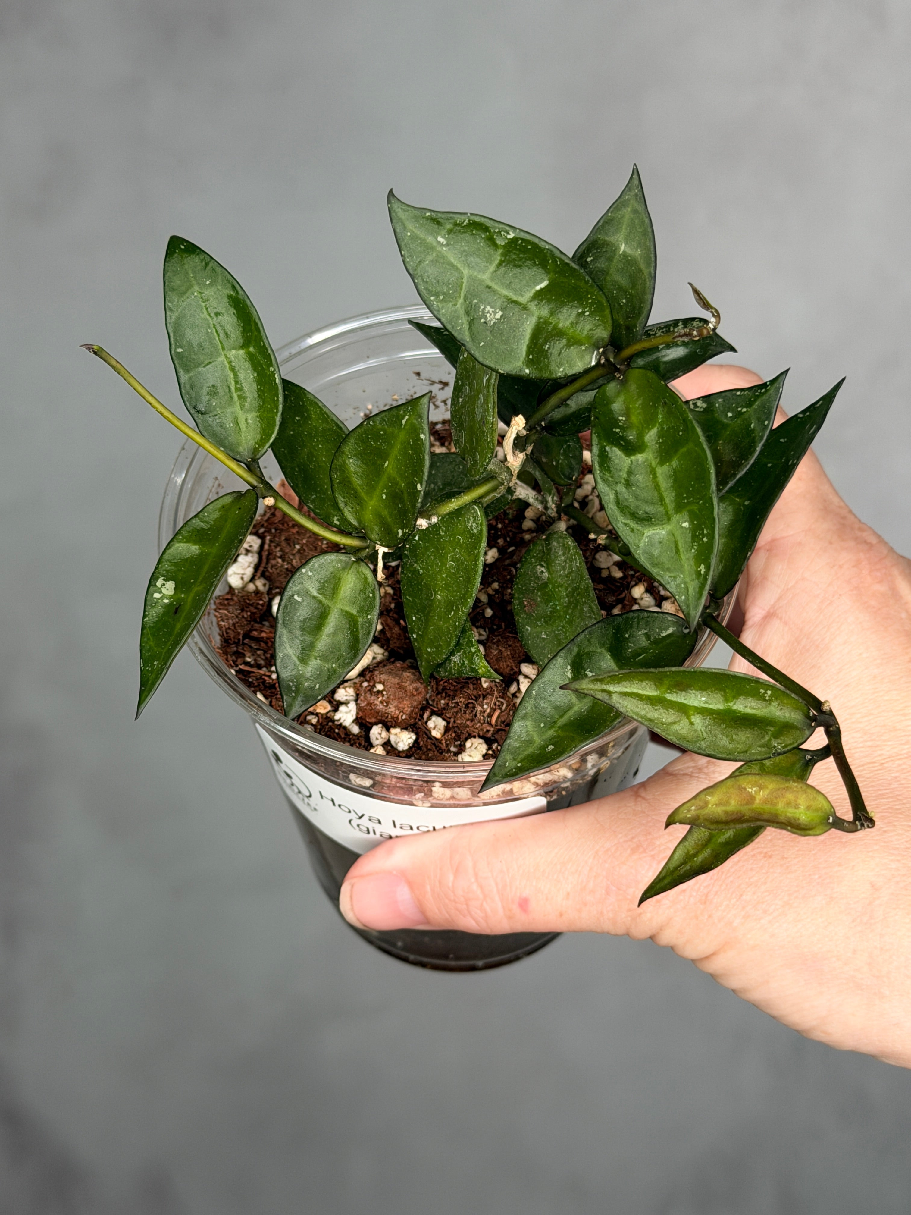 Hoya amicabilis